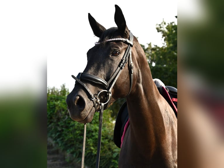 German Sport Horse Mare 7 years 16,2 hh Black in Taucha