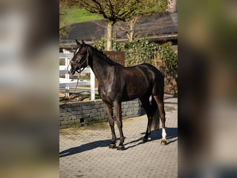 German Sport Horse Mare 7 years 16.2 hh Black in Altishofen