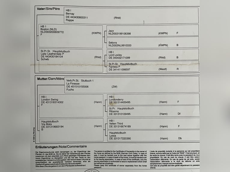 German Sport Horse Mare 7 years 16.2 hh Brown in Tübingen