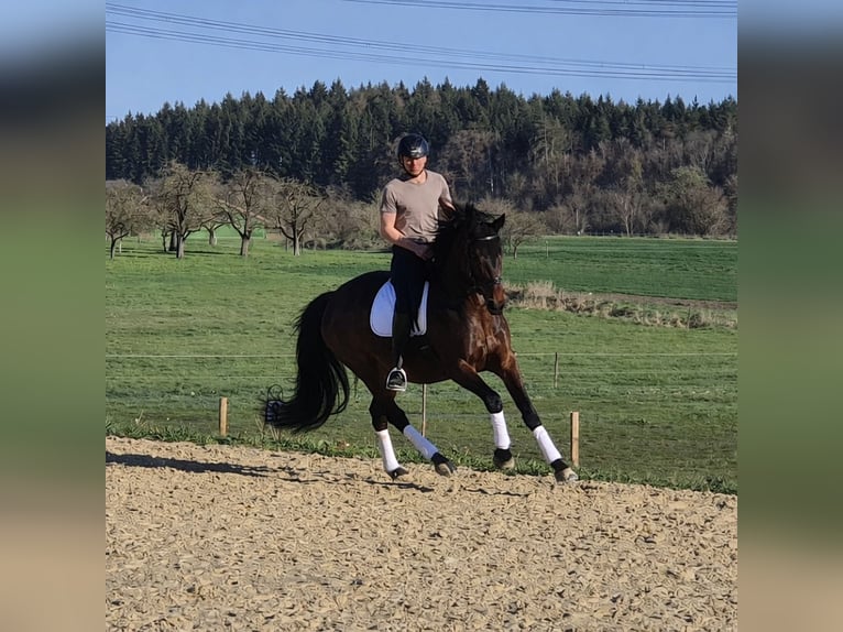 German Sport Horse Mare 7 years 16.2 hh Brown in Eigeltingen