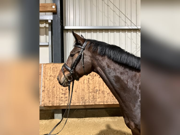 German Sport Horse Mare 7 years 16.2 hh Brown in Eigeltingen
