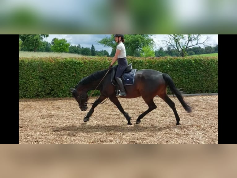 German Sport Horse Mare 7 years 16,2 hh Brown in Baden-Baden