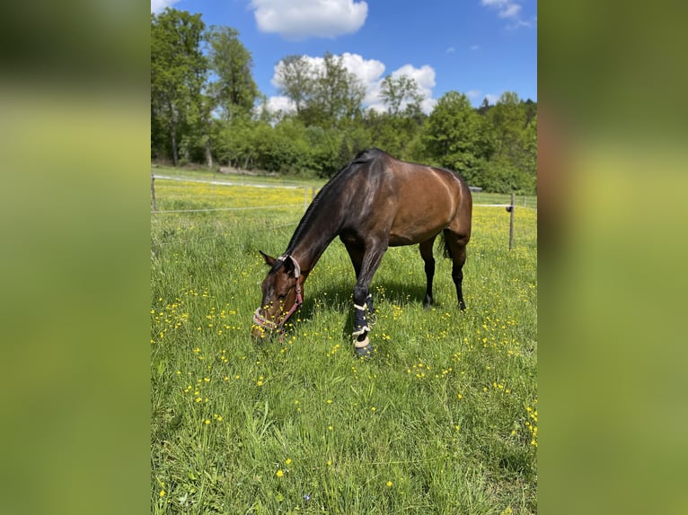 German Sport Horse Mare 7 years 16.2 hh Brown in Stuttgart