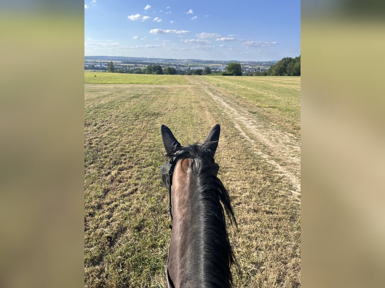 German Sport Horse Mare 7 years 16.2 hh Brown in Stuttgart