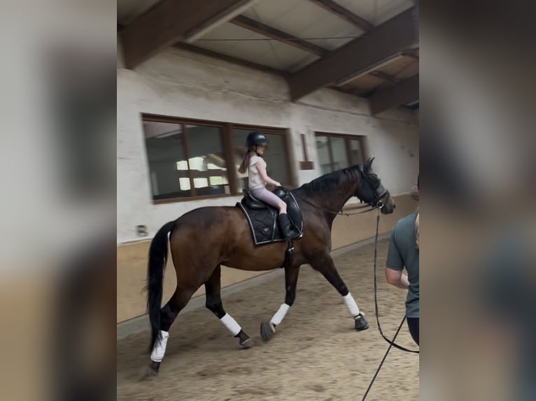 German Sport Horse Mare 7 years 16.2 hh Brown in Stuttgart
