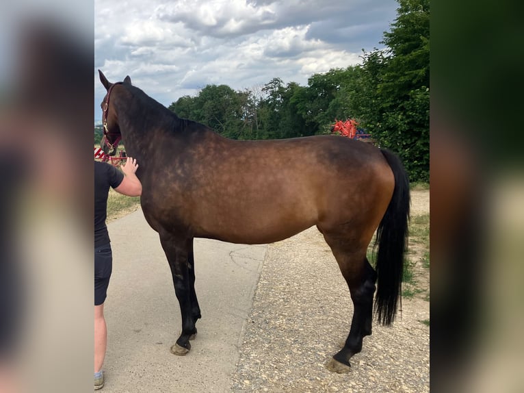 German Sport Horse Mare 7 years 16.2 hh Brown in Stuttgart