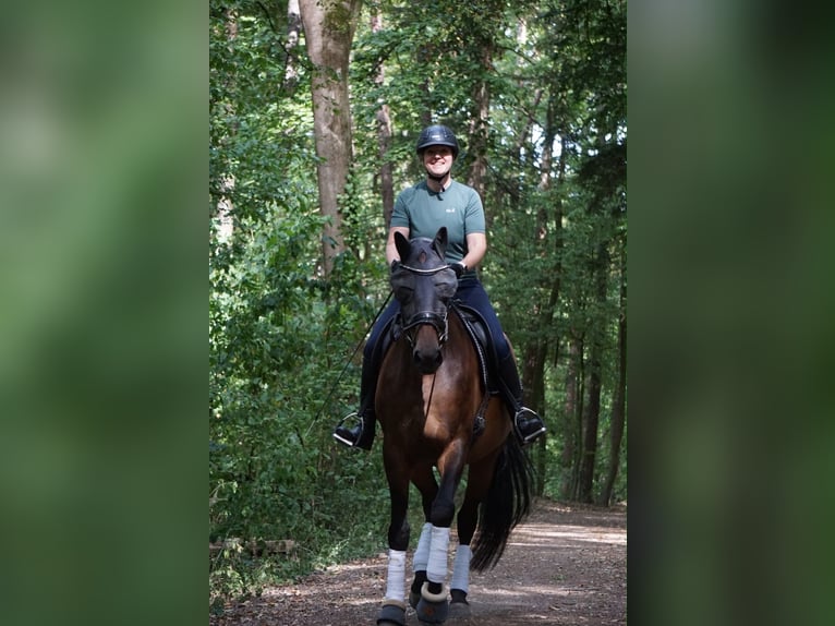 German Sport Horse Mare 7 years 16.2 hh Brown in Stuttgart