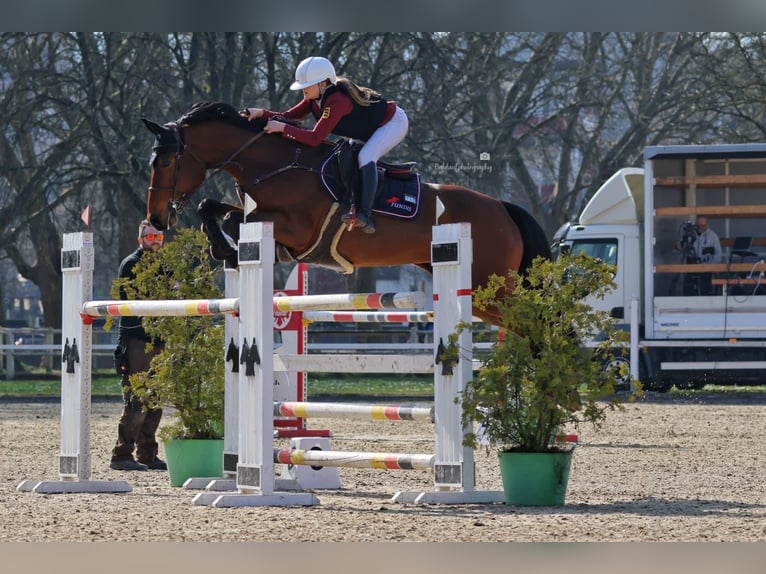 German Sport Horse Mare 7 years 16.2 hh Brown in Schutterwald