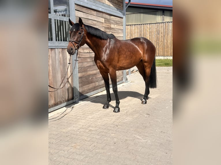 German Sport Horse Mare 7 years 16.2 hh Brown in Leipzig