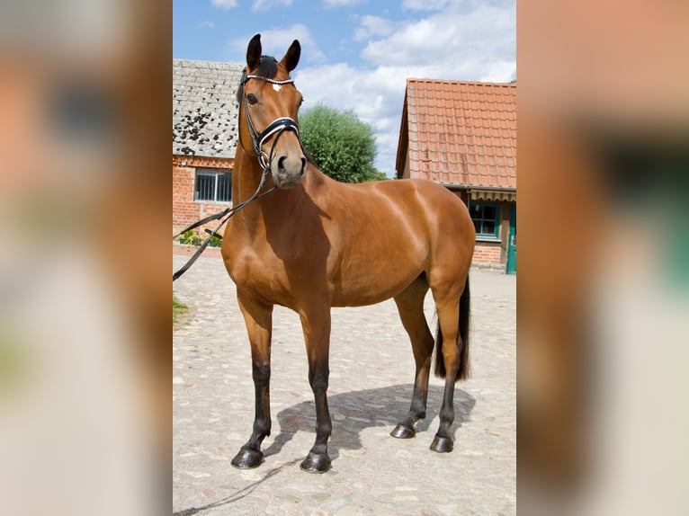 German Sport Horse Mare 7 years 16.2 hh Brown in Pollitz