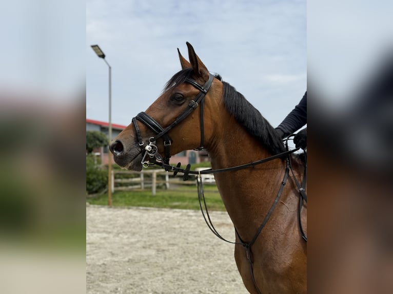 German Sport Horse Mare 7 years 16.2 hh Brown in Thuine