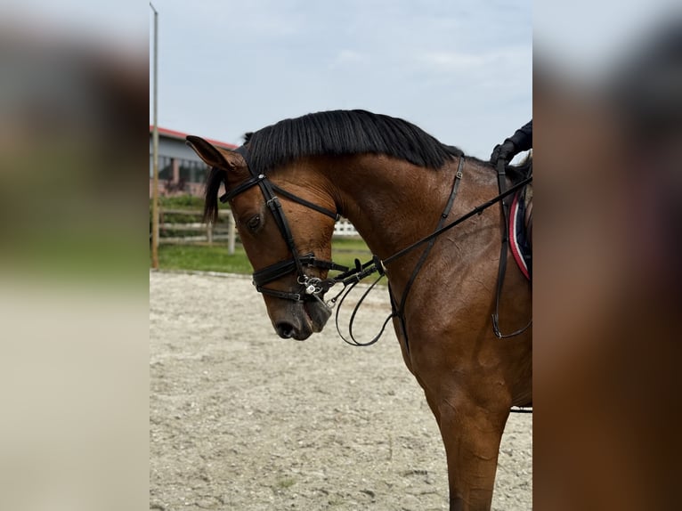 German Sport Horse Mare 7 years 16.2 hh Brown in Thuine