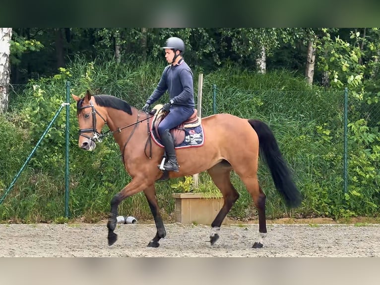 German Sport Horse Mare 7 years 16.2 hh Brown in Thuine