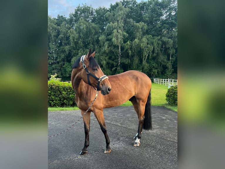 German Sport Horse Mare 7 years 16.2 hh Brown in Thuine