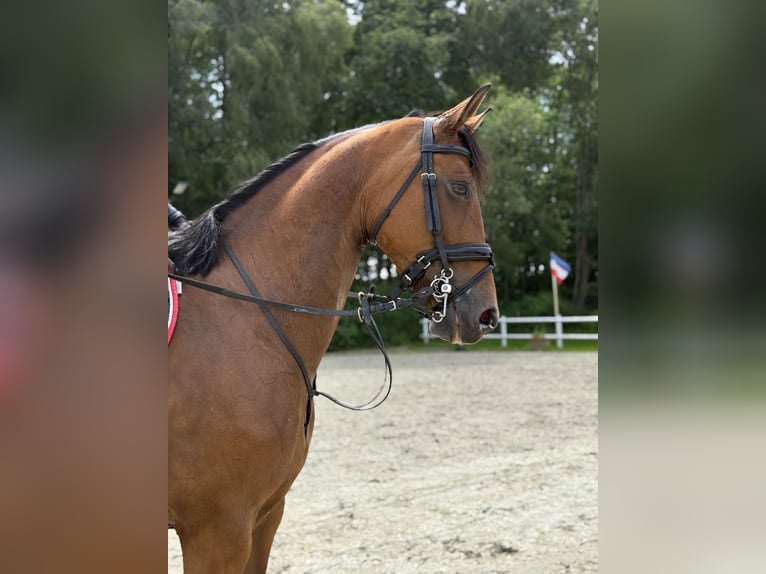 German Sport Horse Mare 7 years 16.2 hh Brown in Thuine