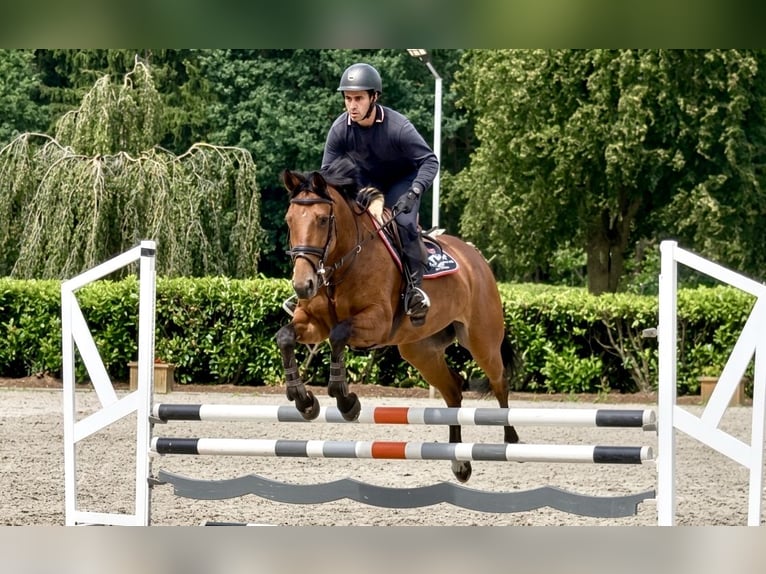 German Sport Horse Mare 7 years 16.2 hh Brown in Thuine
