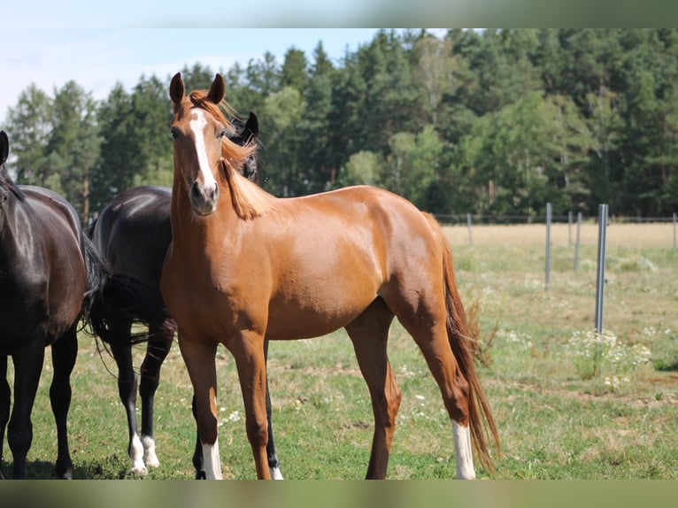German Sport Horse Mare 7 years 16,2 hh Chestnut-Red in Schopfloch