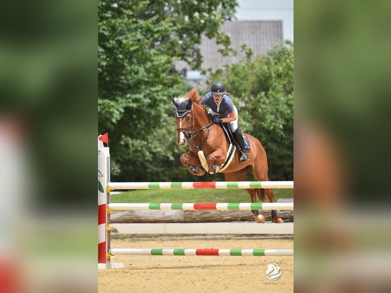 German Sport Horse Mare 7 years 16,2 hh Chestnut-Red in Stegersbach