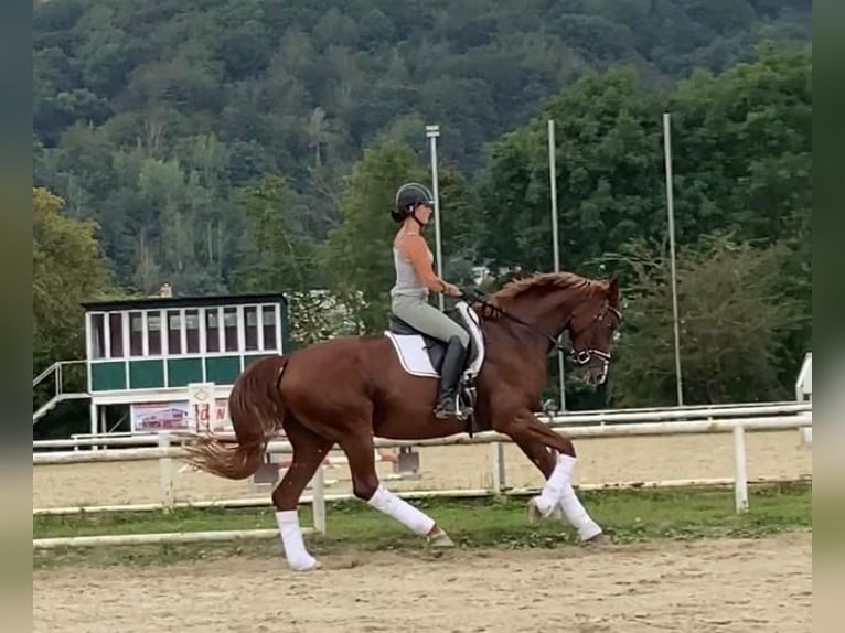German Sport Horse Mare 7 years 16,2 hh Chestnut-Red in Trier
