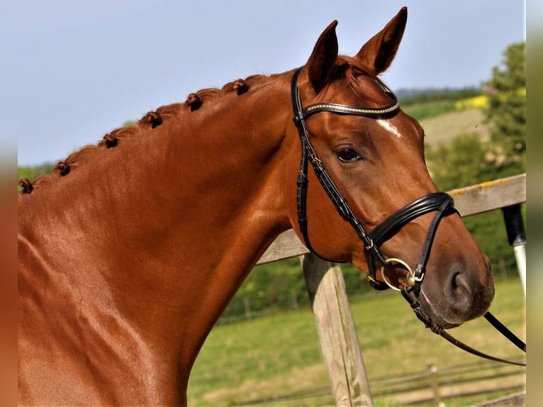 German Sport Horse Mare 7 years 16,2 hh Chestnut-Red in Sunthausen
