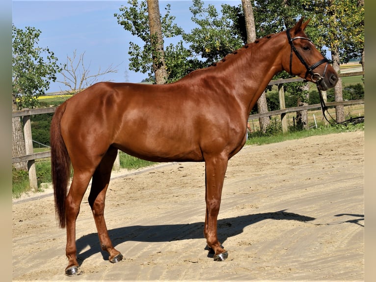 German Sport Horse Mare 7 years 16,2 hh Chestnut-Red in Sunthausen
