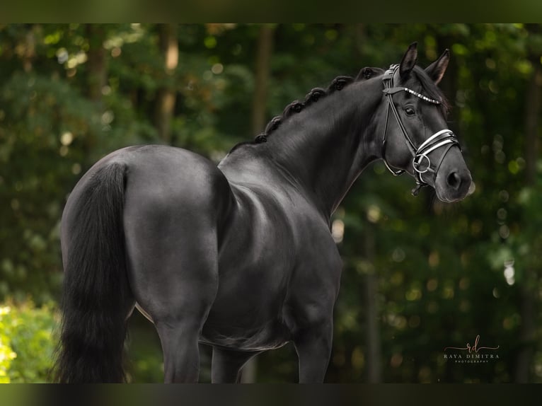German Sport Horse Mare 7 years 16,2 hh Smoky-Black in Wehringen