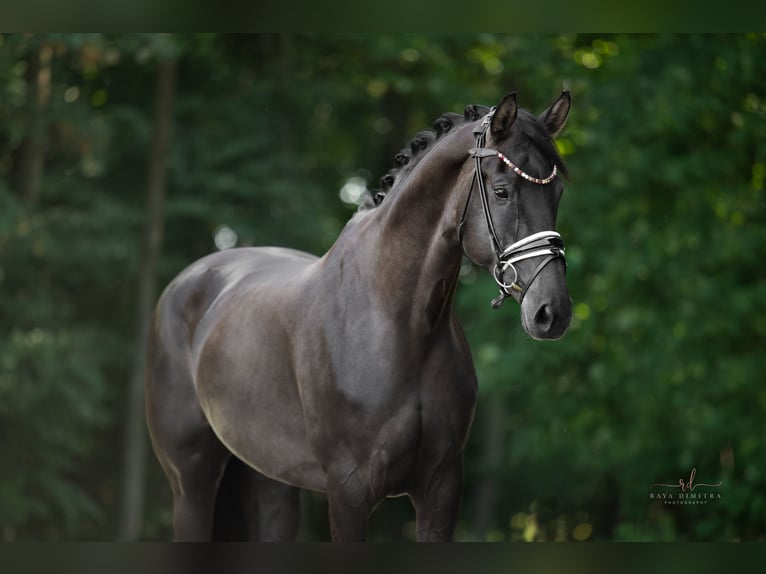 German Sport Horse Mare 7 years 16,2 hh Smoky-Black in Wehringen