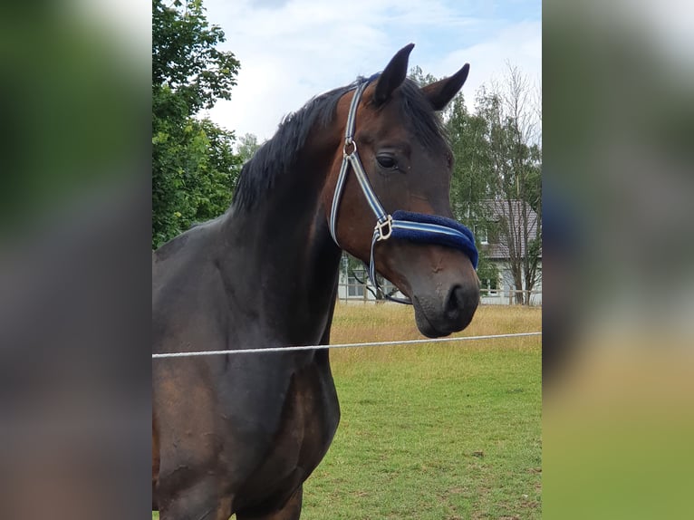 German Sport Horse Mare 7 years 16,3 hh Bay-Dark in Soest