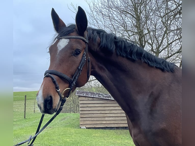 German Sport Horse Mare 7 years 16,3 hh Bay-Dark in Schöntal