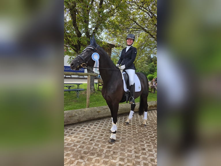 German Sport Horse Mare 7 years 16.3 hh Black in Prutting