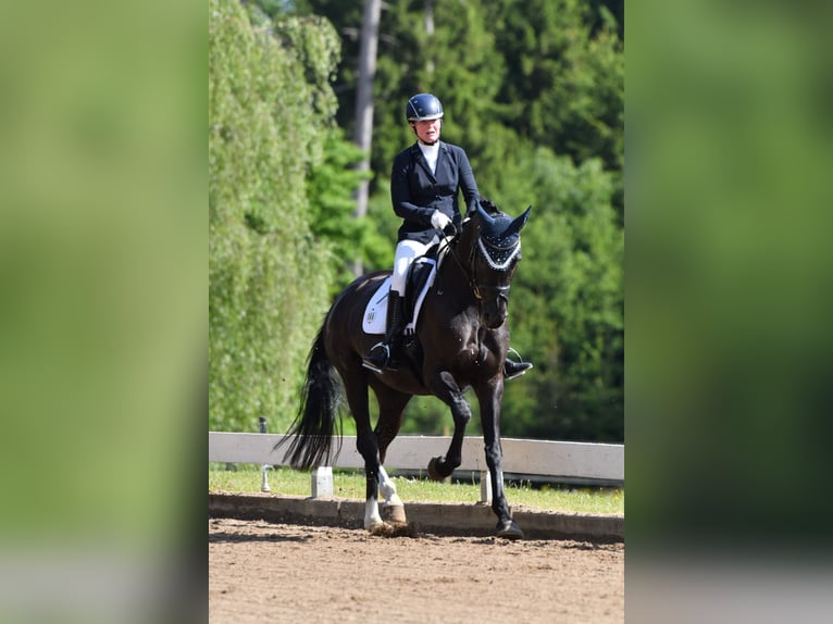 German Sport Horse Mare 7 years 16.3 hh Black in Prutting