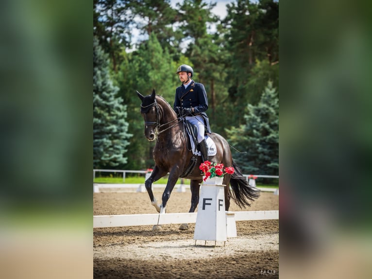 German Sport Horse Mare 7 years 16.3 hh Black in Szczecin