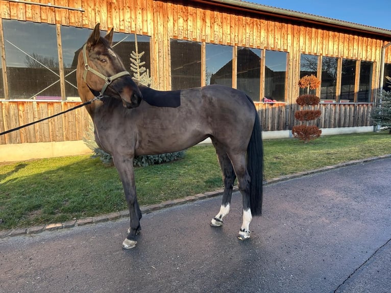 German Sport Horse Mare 7 years 16.3 hh Black in Döbeln