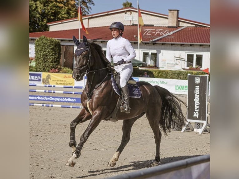 German Sport Horse Mare 7 years 16.3 hh Black in Fuldatal