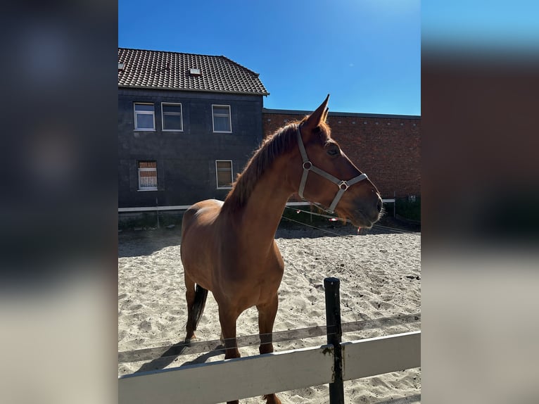 German Sport Horse Mare 7 years 16,3 hh Chestnut-Red in Vahlberg