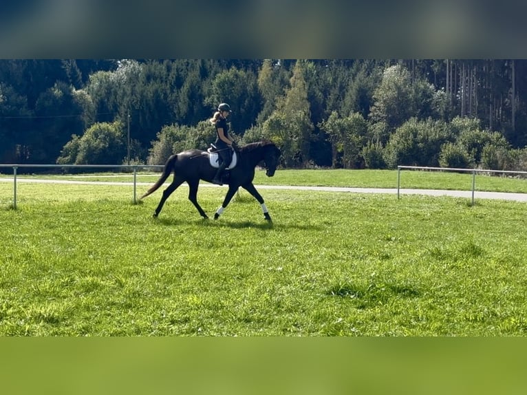 German Sport Horse Mare 7 years 16.3 hh Smoky-Black in Wangen im Allgäu