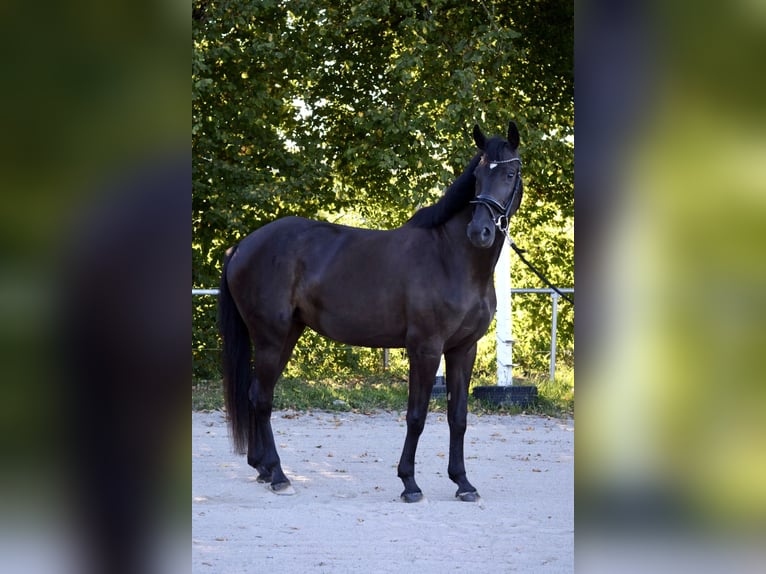 German Sport Horse Mare 7 years 16.3 hh Smoky-Black in Wangen im Allgäu