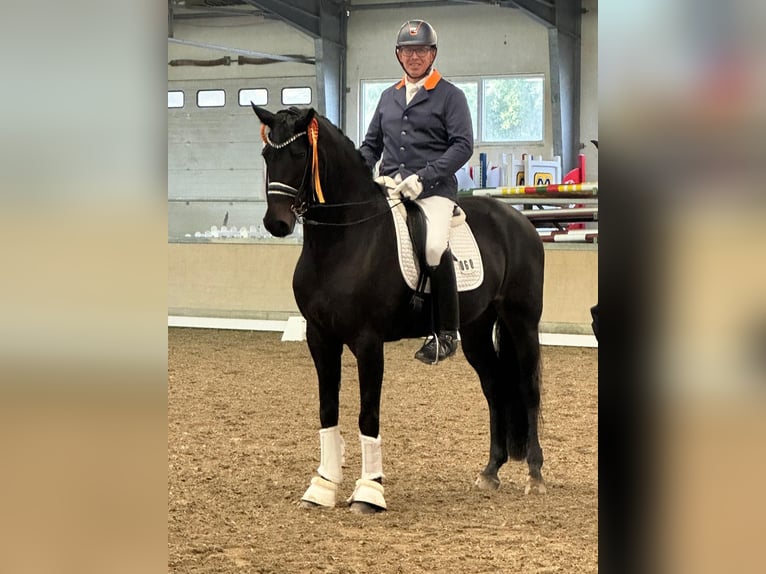 German Sport Horse Mare 7 years 16,3 hh Smoky-Black in Ubstadt-Weiher