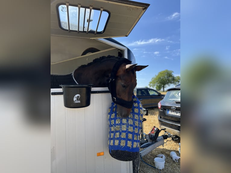 German Sport Horse Mare 7 years 16 hh Bay-Dark in L&#xF6;rrach