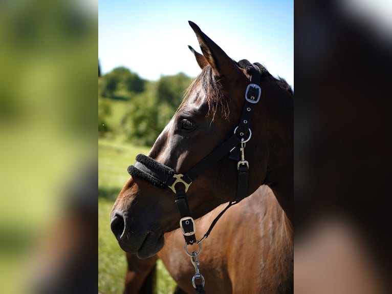 German Sport Horse Mare 7 years 16 hh Bay-Dark in L&#xF6;rrach