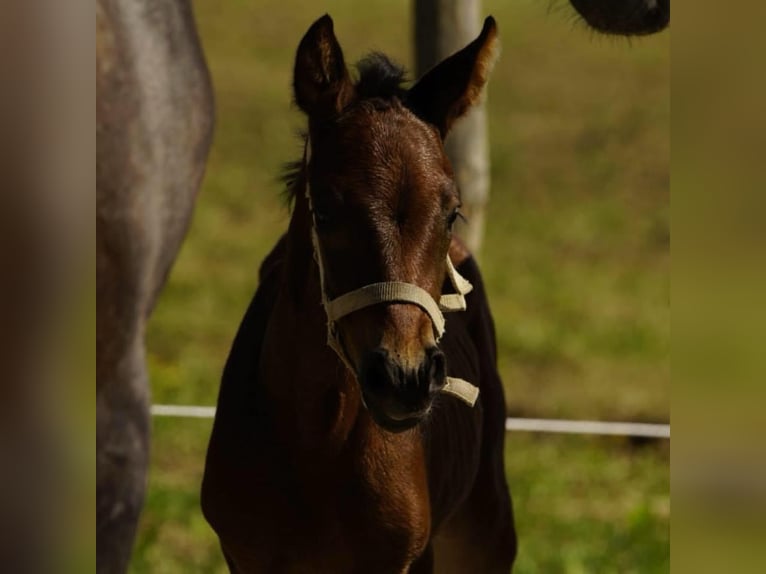 German Sport Horse Mare 7 years 16 hh Bay-Dark in L&#xF6;rrach