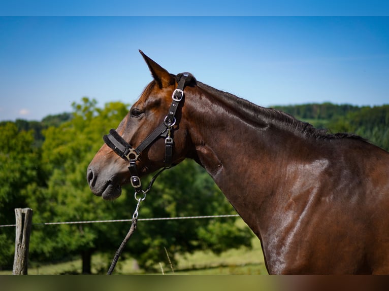 German Sport Horse Mare 7 years 16 hh Bay-Dark in L&#xF6;rrach