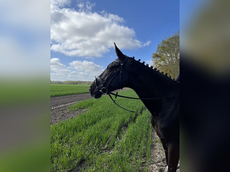 German Sport Horse Mare 7 years 16 hh Black in Friesoythe