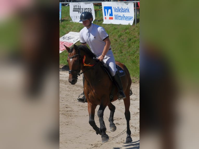 German Sport Horse Mare 7 years 16 hh Brown in Nidda