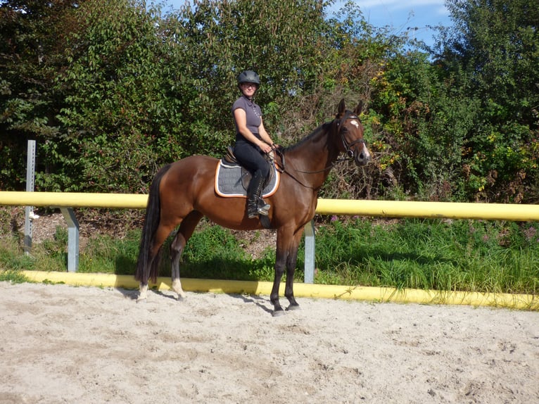 German Sport Horse Mare 7 years 16 hh Brown in Lengenfeld