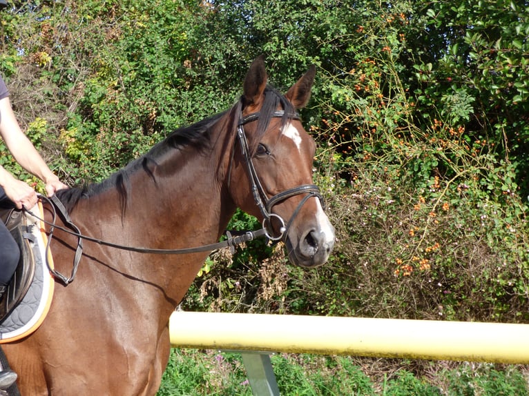 German Sport Horse Mare 7 years 16 hh Brown in Lengenfeld