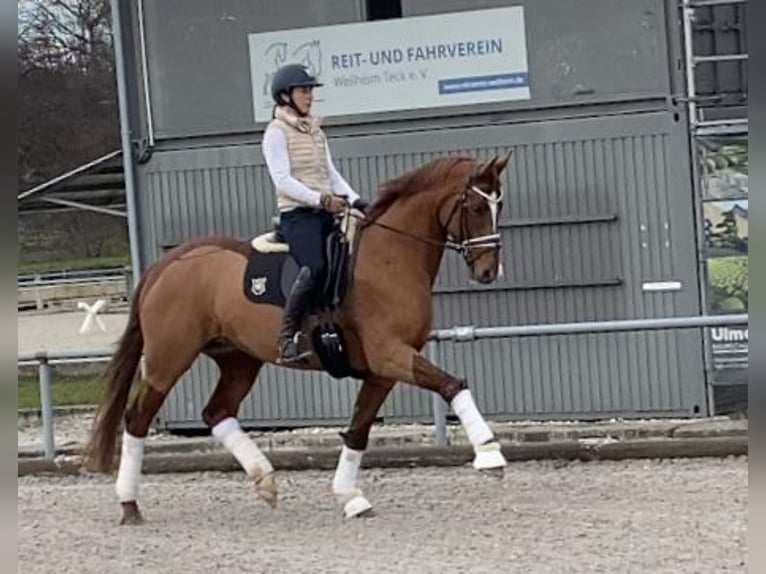 German Sport Horse Mare 7 years 16 hh Chestnut-Red in Weilheim an der Teck