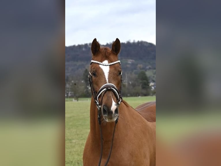 German Sport Horse Mare 7 years 16 hh Chestnut-Red in Weilheim an der Teck