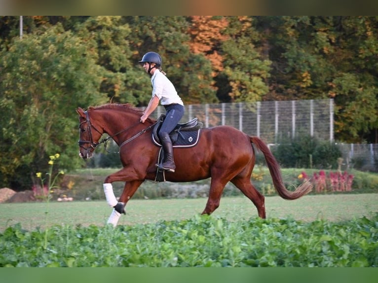 German Sport Horse Mare 7 years 16 hh Chestnut-Red in Weilheim an der Teck