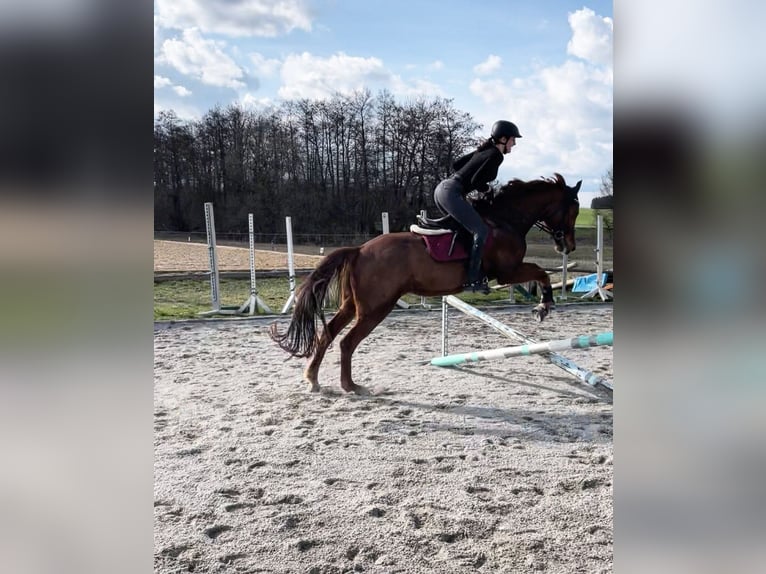 German Sport Horse Mare 7 years 16 hh Chestnut-Red in Moorenweis